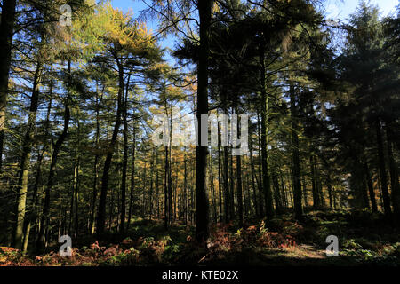 Bäume im Herbst in Cannock Chase Country Park, AONB, Staffordshire, England, UK Stockfoto