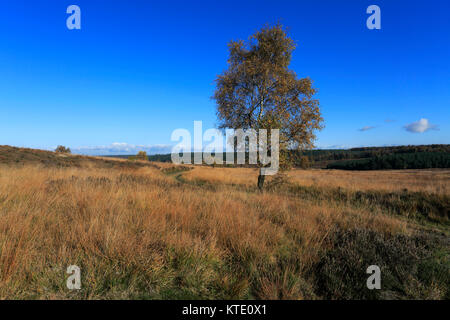 Bäume im Herbst in Cannock Chase Country Park, AONB, Staffordshire, England, UK Stockfoto