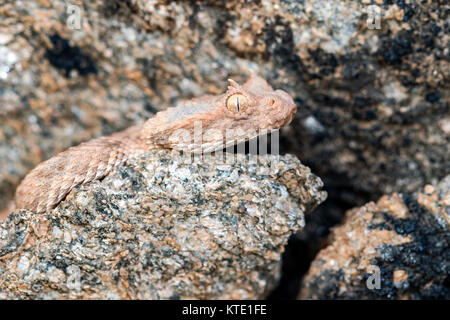 Horned Adder (Bitis caudalis) - huab Conservancy, Damaraland, Namibia, Afrika Stockfoto