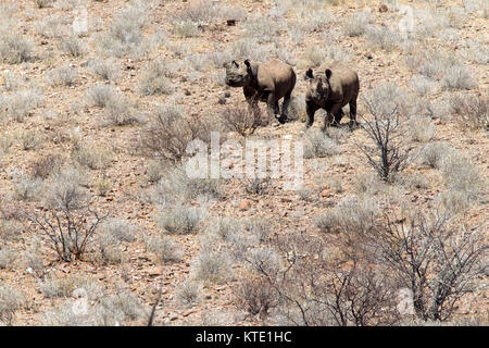 Schwarzes Nashorn oder Haken Nashörner (Diceros bicornis) am Huab unter Leinwand, Damaraland, Namibia, Afrika Stockfoto