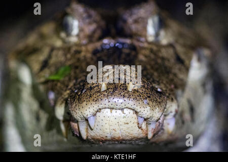 Nahaufnahme der Brillenbär Kaimane (Caiman crocodilus) - La Laguna del Lagarto Lodge, Boca Tapada, Costa Rica Stockfoto