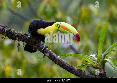 Kiel-billed Toucan - La Laguna del Lagarto Lodge - Boca Tapada, San Carlos, Costa Rica Stockfoto