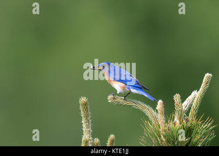 Männliche eastern Bluebird mit ein Insekt im Schnabel Stockfoto