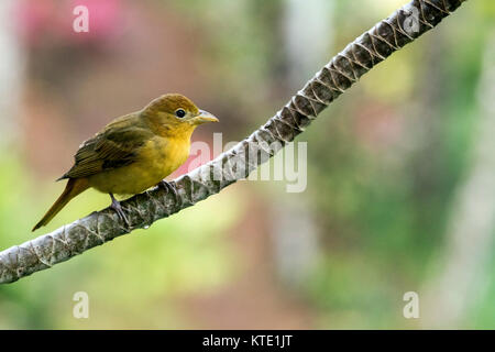 Frau Sommer Tanager (Piranga Rubra) - La Laguna del Lagarto Lodge - Boca Tapada, San Carlos, Costa Rica Stockfoto