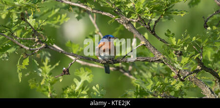 Männliche eastern Bluebird in ein Grat Eiche Baum gehockt Stockfoto