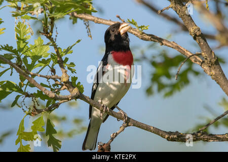 Männliche rose-breasted grosbeak Singen in einem burr Oak Stockfoto