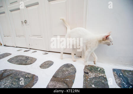 Weiß heimatlose Katze auf der Straße in Griechenland Stockfoto