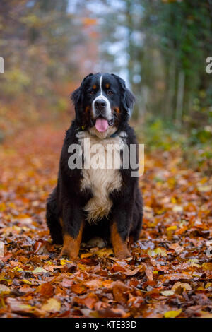 Berner mountaind Hund reine Rasse Stockfoto