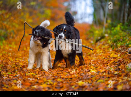 Berner mountaind Hund reine Rasse Stockfoto