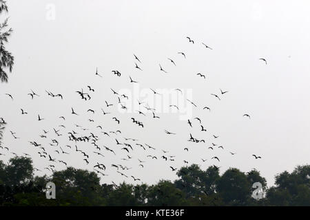 Eine Herde von Zugvögeln bei Jahangirnagar Universität rund 32 Kilometer von Dhaka. Stockfoto