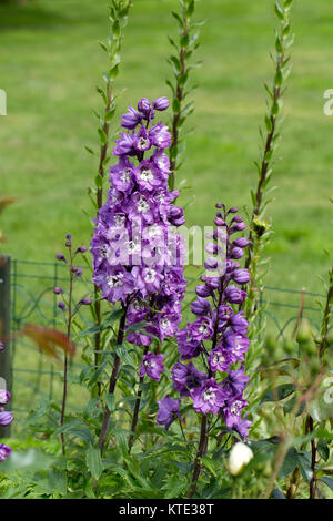 Lila rittersporn Blume im Garten Stockfoto