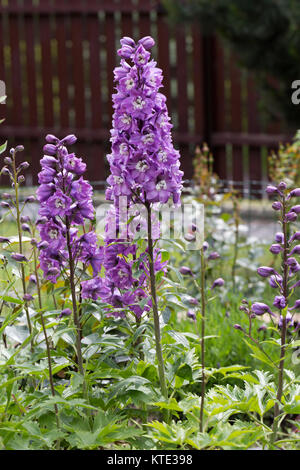 Lila rittersporn Blume im Garten Stockfoto