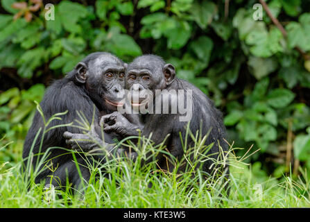 Bonobos im natürlichen Lebensraum auf grünen natürlichen Hintergrund. Der Bonobo (Pan Paniscus), genannt der pygmy Schimpanse. Demokratische Republik Kongo. Afrika Stockfoto
