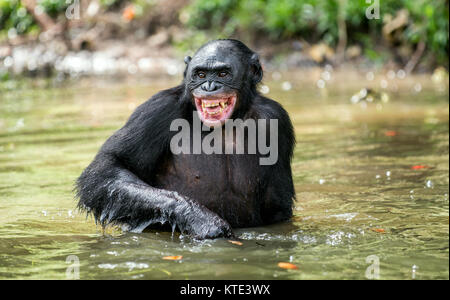 Lächelnd Bonobo im Wasser. Natürlicher Lebensraum. Grünen Hintergrund. Der Bonobo (Pan paniscus), die sog. pygmy Schimpansen. Demokratische Republik o Stockfoto