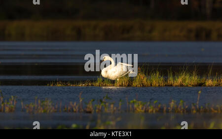 Trompeter Schwan auf einer Wüste See in Nordwisconsin. Stockfoto