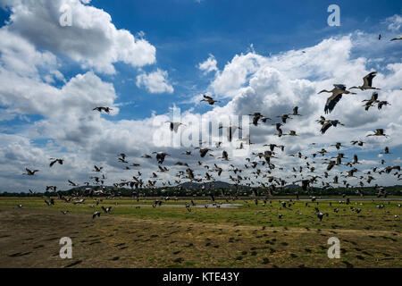 Asian Openbill Storch - Anastomus oscitans, Sri Lanka Stockfoto