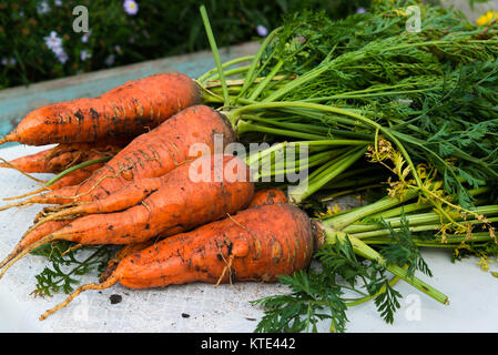 Eine frische Möhre mit Blättern liegt auf dem Tisch. Stockfoto