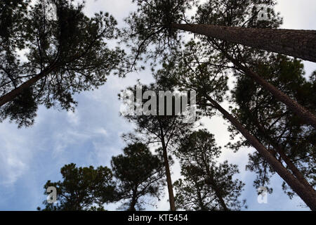 Loblolly oder Gelb Kiefern Silhouette gegen den Himmel in der Albemarle Sound Bereich von Nord-carolina Stockfoto