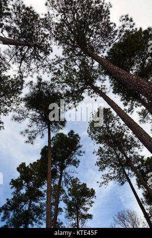 Loblolly oder Gelb Kiefern Silhouette gegen den Himmel in der Albemarle Sound Bereich von Nord-carolina Stockfoto