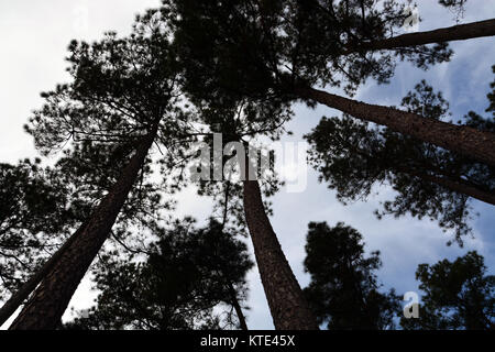 Loblolly oder Gelb Kiefern Silhouette gegen den Himmel in der Albemarle Sound Bereich von Nord-carolina Stockfoto