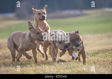 Die amerikanische Grube Stier Terrier laufen und spielen Stockfoto