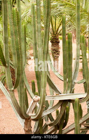 Kaktus im Garten Majorelle's, jetzt Yves Saint-Laurent Garten, Sammlung, Marrakesch, Marokko Stockfoto