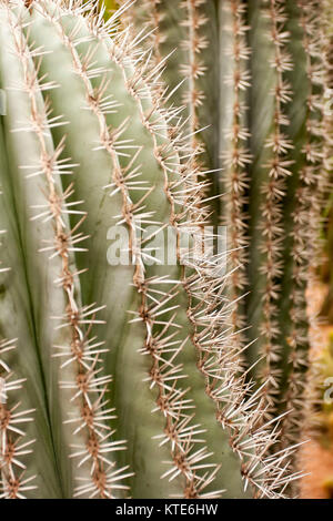 Kaktus im Garten Majorelle's, jetzt Yves Saint-Laurent Garten, Sammlung, Marrakesch, Marokko. Stockfoto