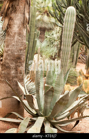 Kaktus im Garten Majorelle's, jetzt Yves Saint-Laurent Garten, Sammlung, Marrakesch, Marokko. Stockfoto