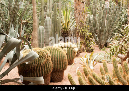 Kaktus im Garten Majorelle's, jetzt Yves Saint-Laurent Garten, Sammlung, Marrakesch, Marokko. Stockfoto