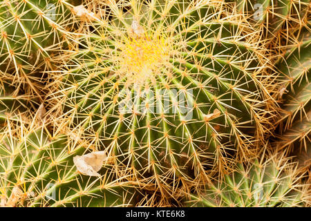 Kaktus im Garten Majorelle's, jetzt Yves Saint-Laurent Garten, Sammlung, Marrakesch, Marokko. Stockfoto