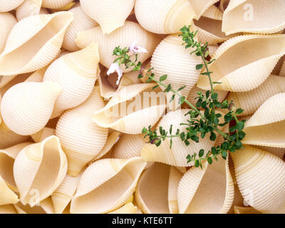 Nahaufnahme von Pasta Muscheln und Zweig tyme mit der Zeit Blumen Stockfoto