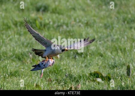 Wanderfalke (FALCO PEREGRINUS) fliegen mit Wilde Taube (Columba palumbus) Beute, Cornwall, UK. Stockfoto