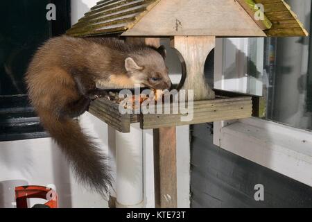 Erwachsene Frau Baummarder (Martes martes) Der Besuch eines Vogels Tisch in einem Gasthaus in der Nacht auf Obst Kuchen, Knapdale, Argyll, Schottland, Großbritannien zu füttern. Stockfoto