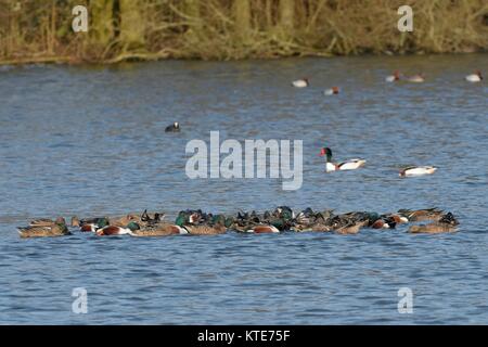 Northern shoveler (Anas Clypeata) Gruppe Fütterung kooperativ in ein flacher See, indem sie in einem dichten Floß, geglaubt, bis organische Bodensatz zu lösen. Stockfoto