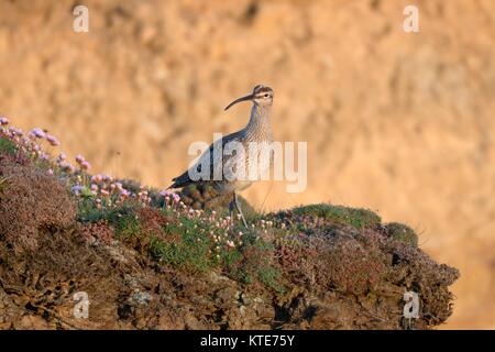 Regenbrachvogel (Numenius phaeopus) ruht auf Klippe unter blühenden Meer Sparsamkeit (Armeria maritima) in der Abenddämmerung im Frühjahr Völkerwanderung, Cornwall, Stockfoto