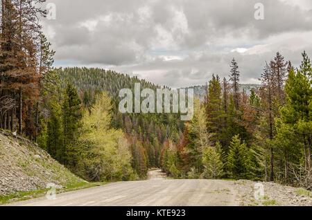 Unbefestigte Straße durch einen Wald, ist stark durch die Kiefer Käfer geschlagen worden Stockfoto