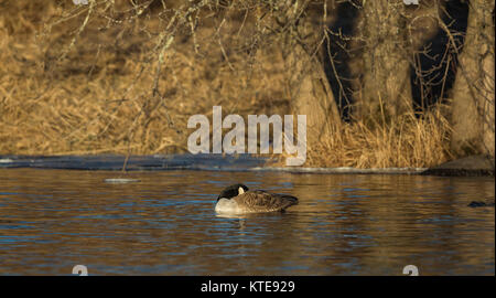 Kanada Gans an der Chippewa River im Norden von Wisconsin ruhen Stockfoto