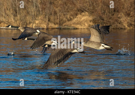 Kanada Gänse Flucht in Nordwisconsin Stockfoto