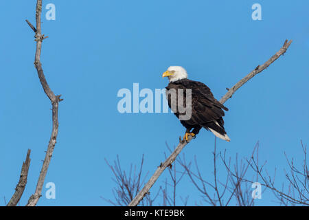 Weißkopfseeadler im nördlichen Wisconsin Stockfoto