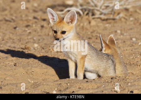 Kap der Füchse (Vulpes chama), zwei Jungen am Graben, Eingang, Abendlicht, Kgalagadi Transfrontier Park, Northern Cape, Südafrika, Afrika Stockfoto