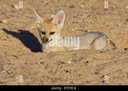 Cape Fox (Vulpes chama), Lügen cub aus Graben, Eingang suchen, Abendlicht, Kgalagadi Transfrontier Park, Northern Cape, Südafrika, Afrika Stockfoto