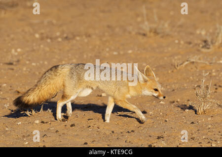 Cape Fox (Vulpes chama), erwachsene Frau wandern, Abendlicht, Kgalagadi Transfrontier Park, Northern Cape, Südafrika, Afrika Stockfoto