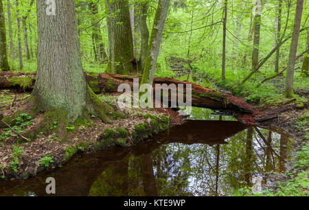 Zwei große Baum von langsam fließenden Fluss und gebrochene teilweise zurück Baum unter ihnen im Frühling lügen, Bialowieza, Polen, Europa Stockfoto