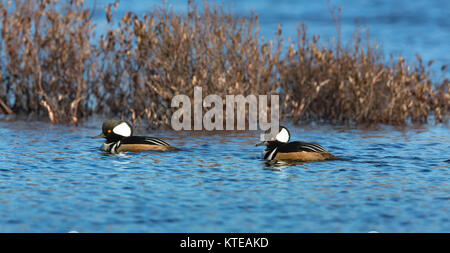 Männliche hooded mergansers Schwimmen im nördlichen Wisconsin See. Stockfoto