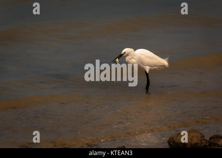Snowy Egret im Florida Sonnenschein Egretta thula Stockfoto