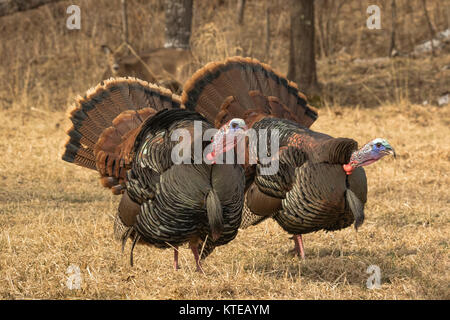 Osttürkei wild Stockfoto