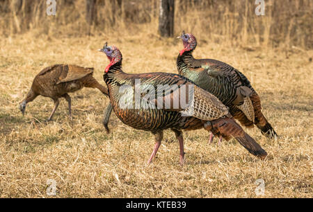 Osttürkei wild Stockfoto