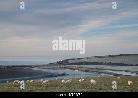 Ein Blick über Cuckmere Valley in Richtung der coastgard Cottages und Meer, mit Schafe weiden in den Vordergrund. Stockfoto