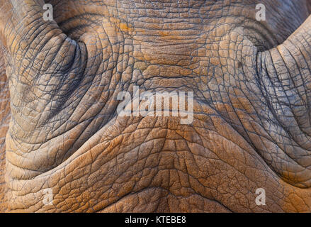 Breitmaulnashorn oder Quadrat-lippige Rhinoceros (Ceratotherium Simum) Stockfoto