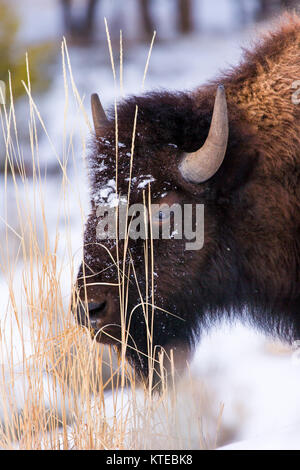 Amerikanische Bisons (Bison Bison), Yellowstone-Nationalpark, USA Stockfoto